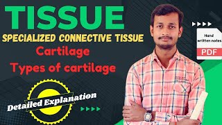 TISSUE | TISSUE IN HINDI | DENSE & SPECIALIZED CONNECTIVE TISSUE | FOR NOTES CHECK DESCRIPTION