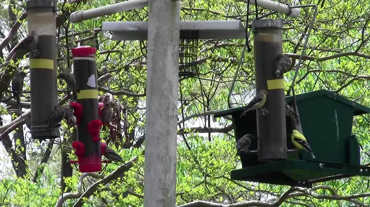 GOLDFINCHES MIGRATE THRU VIRGINIA