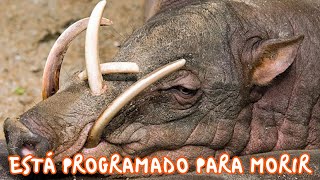 5 de las peores evoluciones animales de la historia - Hey Arnoldo