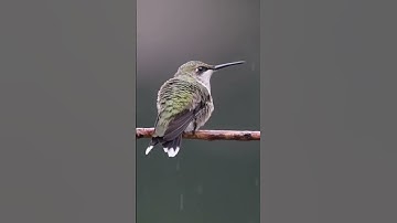 #hummingbird #birds #vignette #wildlife #animals #nature