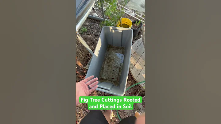 Fig Tree Propagation from Water Method to Soil #propagation #figtree #brownturkeyfig