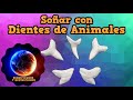 Que Significa Soñar con Dientes de Animales #SoñarConDientesDeAnimales - Definición de los sueños