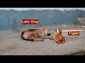 Fake Tiger VS Dog Reaction Prank || Must Watch New Prank videos 2020