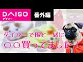 ダイソー犬服番外編！服と一緒に○○買いました【パグ子犬 pug dog puppy】｜#22