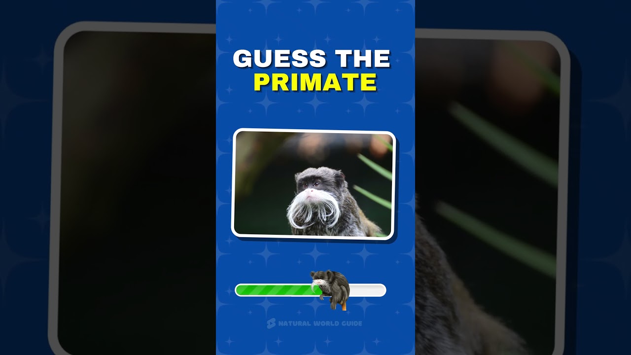 Guess the Primate Quiz 13 