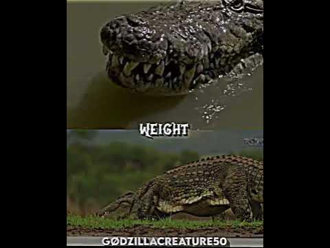 Saltwater Crocodile vs Nile Crocodile - YouTube