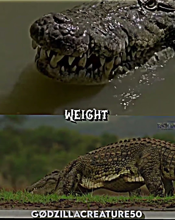 Saltwater Crocodile vs Nile Crocodile - YouTube