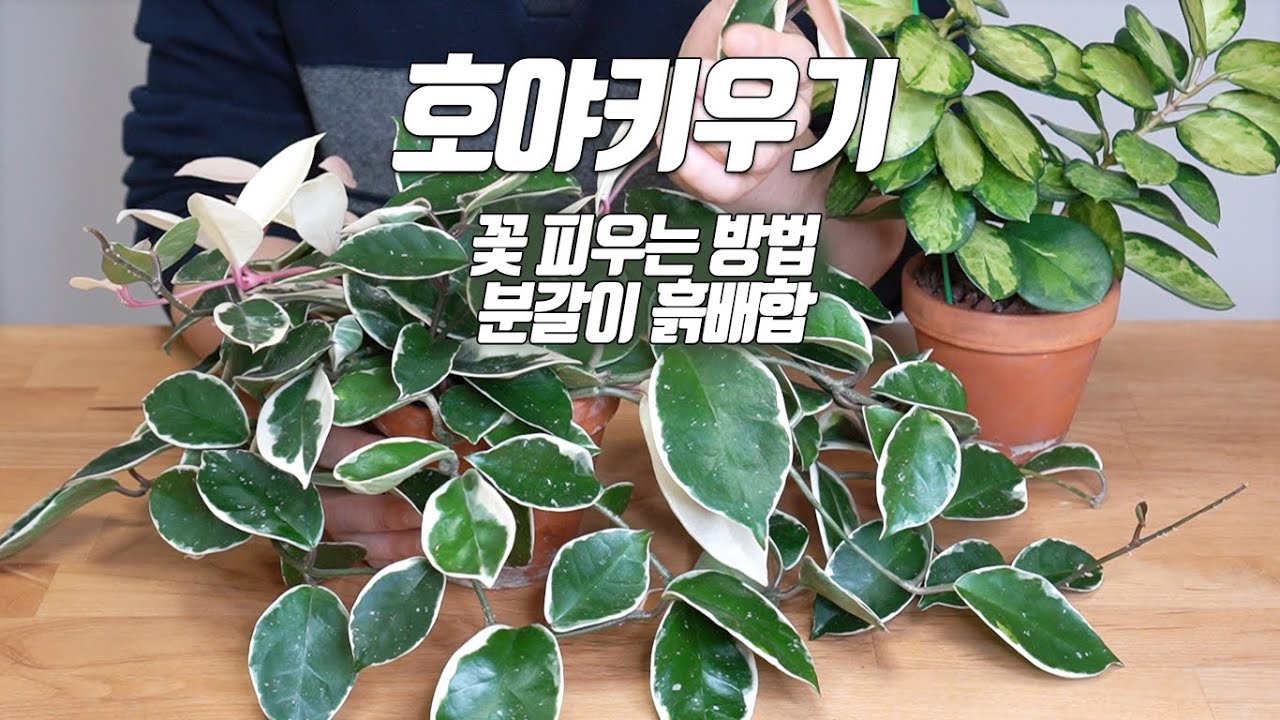 Почвенная смесь для выращивания хойи #восковое растение#Hoya carnosa - Домашнее садоводство