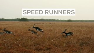 Meet Blackbucks Sprinters Of Our Golden Grasslands