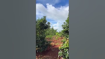 Hết khả năng trả nợ ngân hàng Cô Mai buộc lòng phải rao bán đất vườn cây ăn trái#shorts