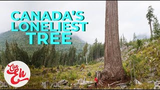 Big Lonely Doug - Canada's Loneliest Tree