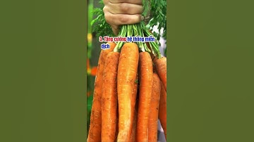 6 LỢI ÍCH CỦA CÀ RỐT ĐỐI VỚI SỨC KHỎE |Dr Hiệp