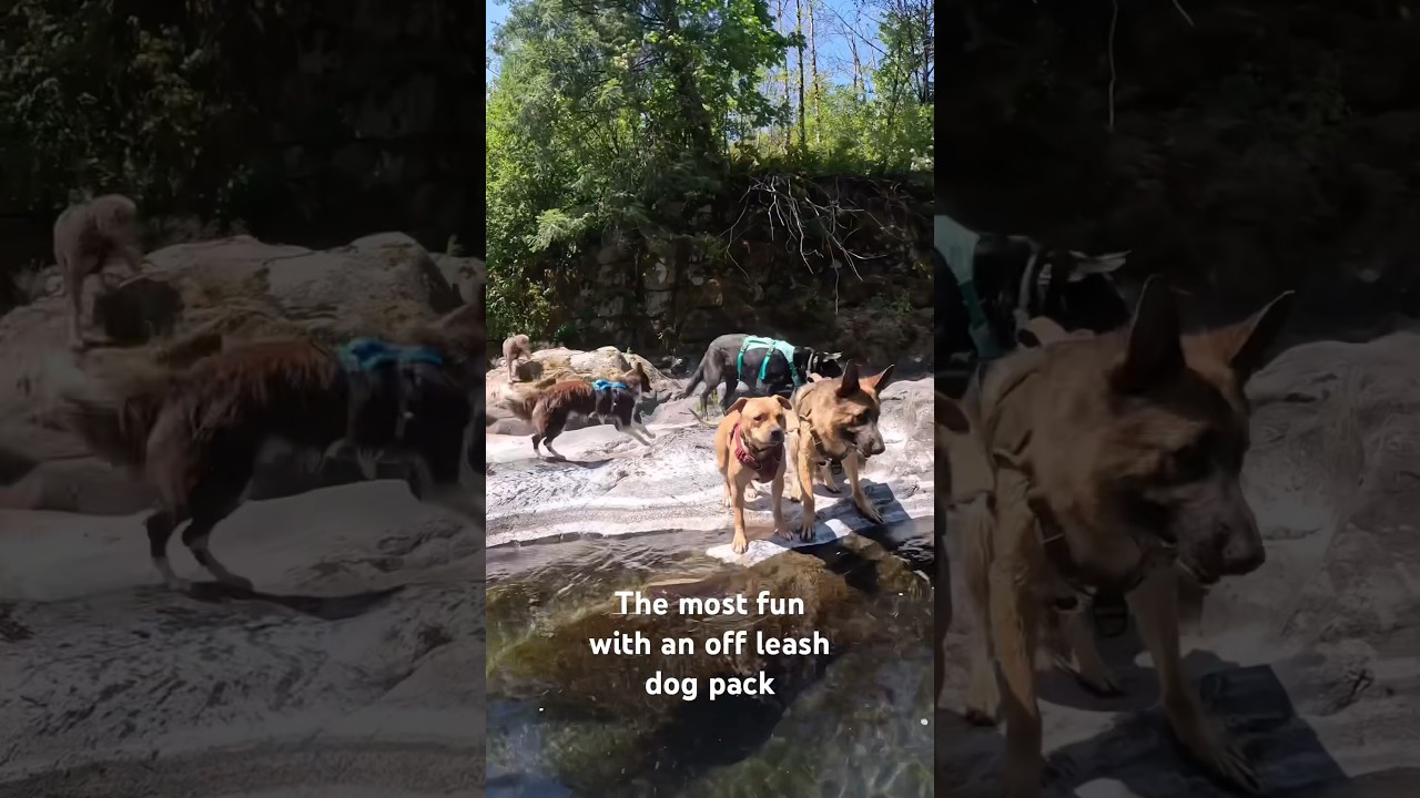 The BEST Dog Adventure Club in the World  