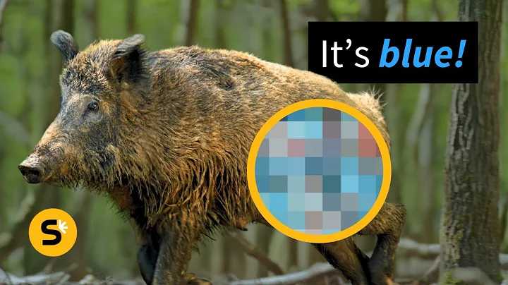 Wild pigs in California found with blue meat