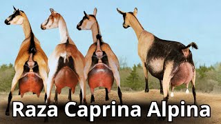 Raza de Cabra Alpina: Características y producción de la cabra lechera mas rústica del mundo.