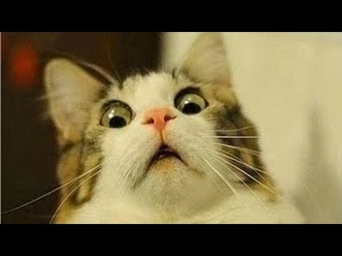 funny-cats-compilation---funny-videos-2015