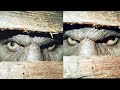 'A Bigfoot Is Attacking My Farmhouse' - Sasquatch Encounter Story
