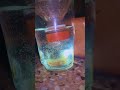 How to separate baby brine shrimp / Artemia without using net in Tamil #shorts #trending #bettafish