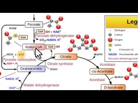 Video: Come viene reintegrato l'ossalacetato?