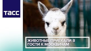 Животные приехали в гости к москвичам Животные приехали в гости к москвичам