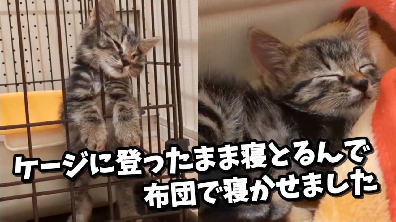 猫サンタ】幸せを運ぶ子猫サンタがやってきた！＆ おまけ【保護