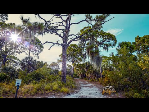 1 Hour Walking. Osprey Trail on Honeymoon Island. Wildlife Florida Sound of Tropical Nature. 4K