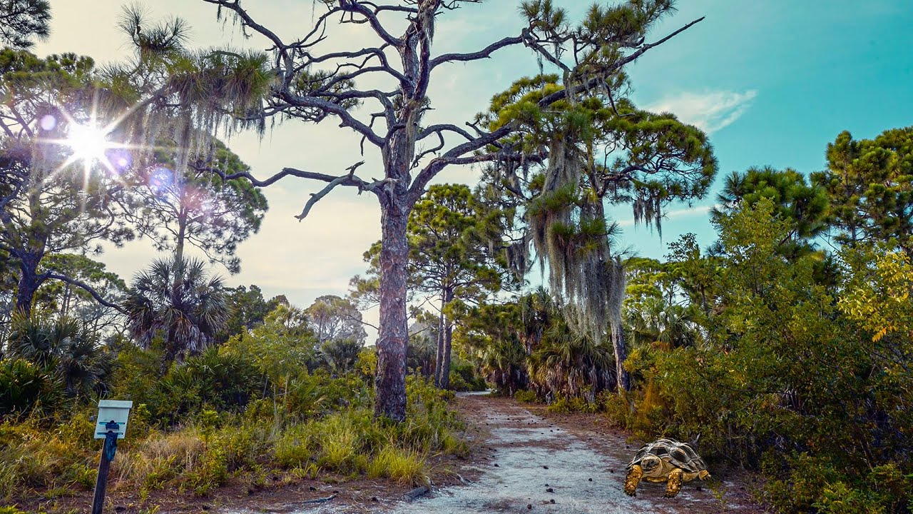 1 Hour Walking. Osprey Trail on Honeymoon Island. Wildlife Florida