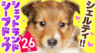 อันดับที่ 26 Sheltie Shetland Sheepdog -Sheltie- ｜ TOP100 วิดีโอสายพันธุ์สุนัขน่ารัก