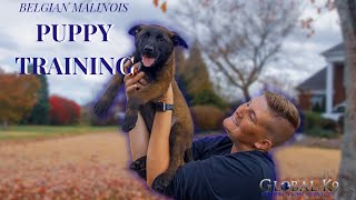 Training with a Belgian Malinois puppy | 9 week old Maligator