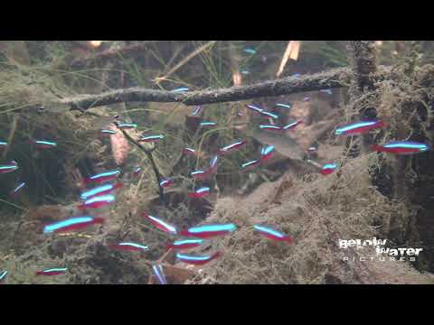 Video: Red Neon (Paracheirodon Axelrodi)