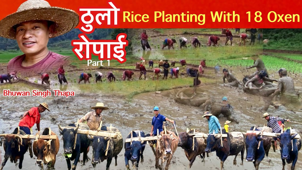 ठुलो रोपाईं Rice Planting With 18 Oxen In Nepal || Ropai || Bhuwan Singh Thapa || Rice Cultivation
