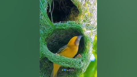 قَالَ أَوَلَوْ جِئْتُكَ بِشَيْءٍ مُّبِينٍ سورة الشعراء