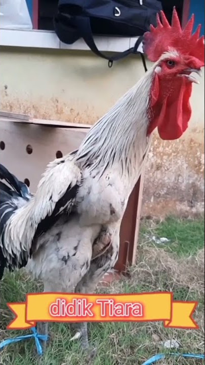 ayam pelung berkokok terpanjang di dunia #ayampelung#berkokok#terpanjang#didunia#viral