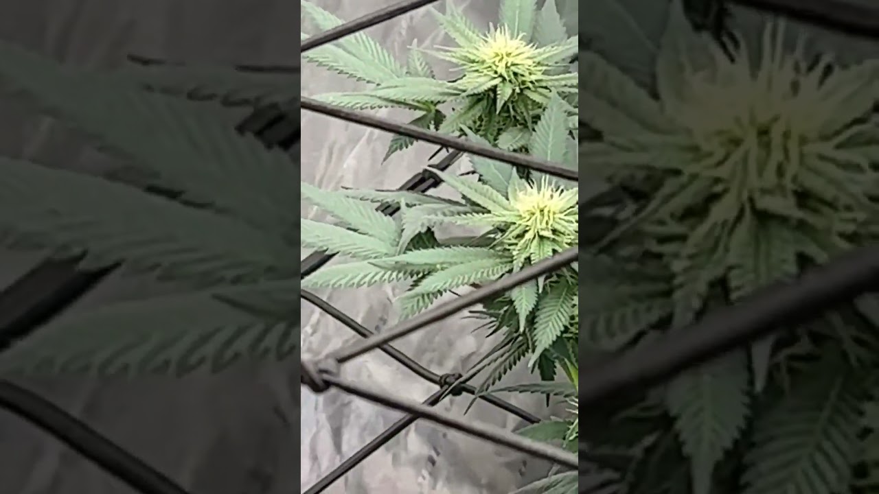 When the granddaddy purple started to flower