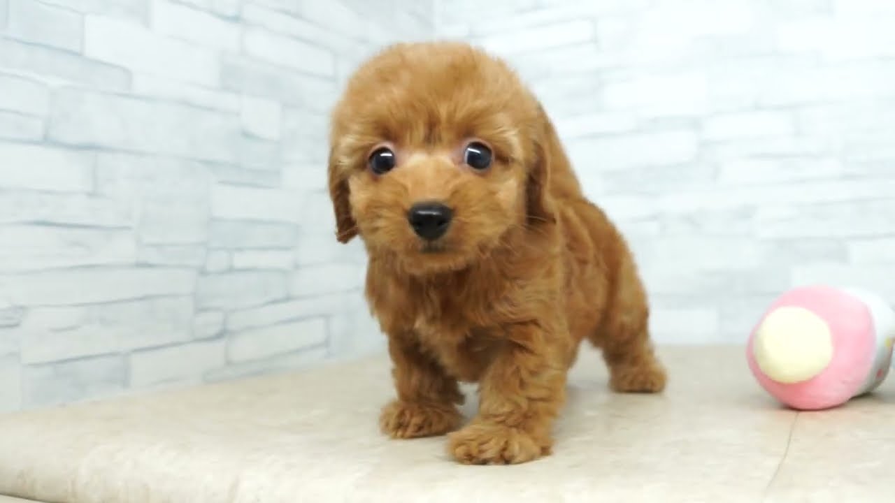 KIKUCHI PET】 仔犬仔猫 No.260543 ミックス犬（父：トイ・プードル 母