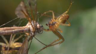 Orb spiders - sex by a dead fly by Team Candiru 103,645 views 7 years ago 2 minutes, 30 seconds