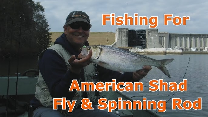 American river Shad Fishing 