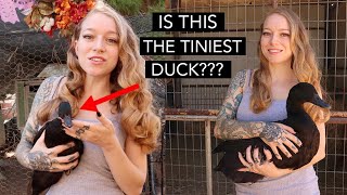 Are East Indie Ducks Better Than Call Ducks?