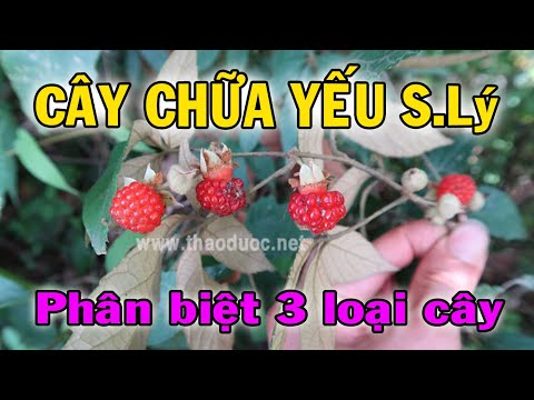 Video: Cách Nhận Biết Bệnh Mâm Xôi?