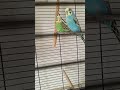 #short #new #wellensittich #vogel #bird #birds #sso  #music #remix