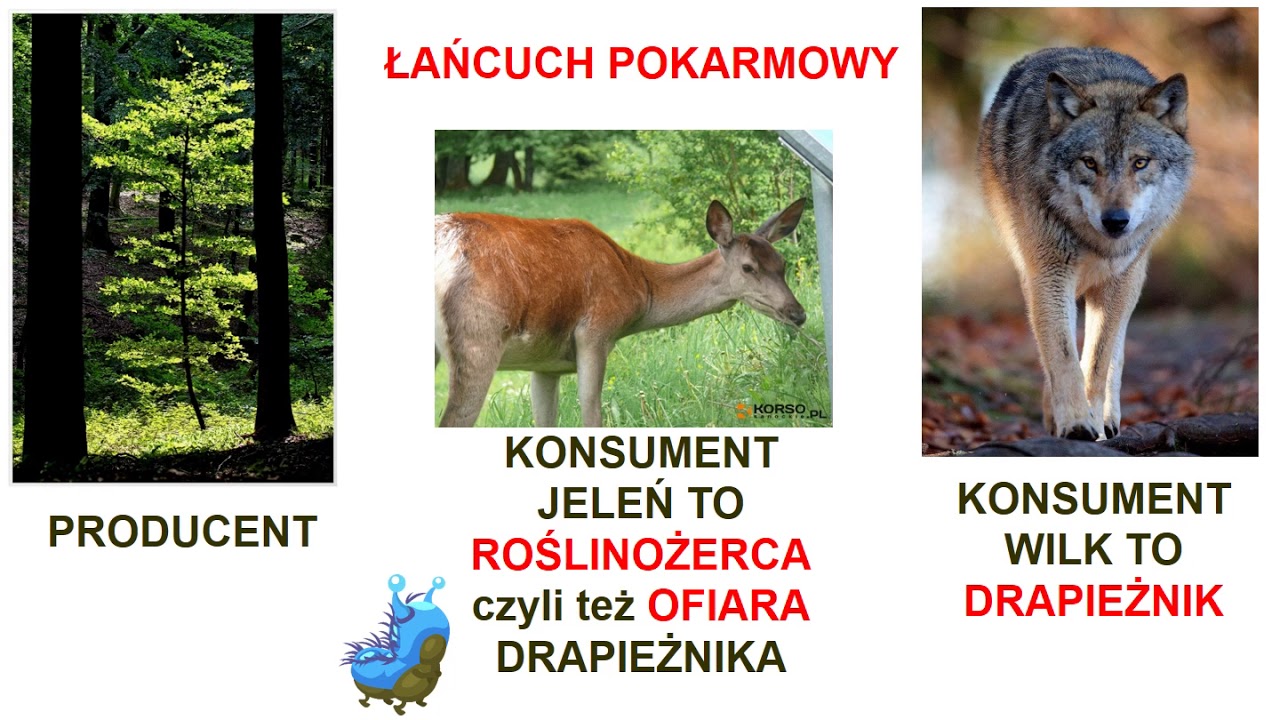 Sprawdzian Z Biologii Podstawy Ekologii Klasa 8 Podstawy ekologii dla dzieci - YouTube
