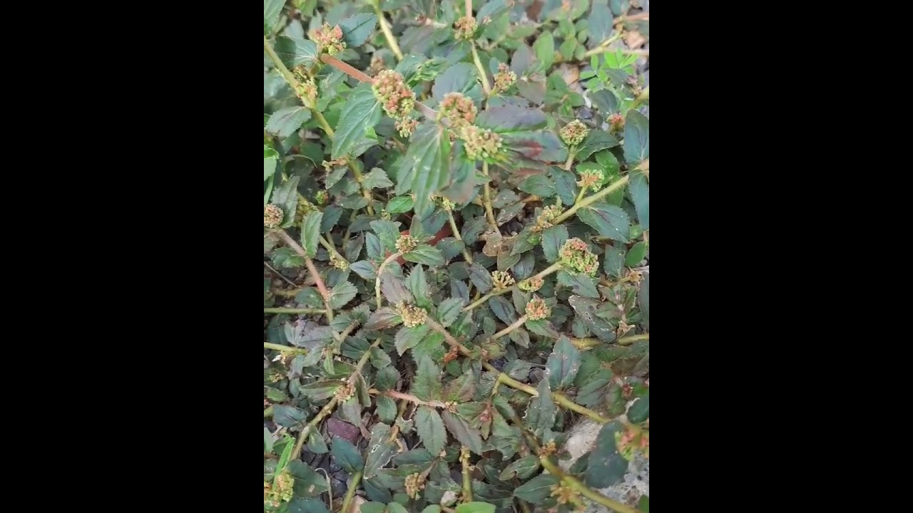 ស្មៅទឹកដោះខ្លា #video  #original #love #like  #nature