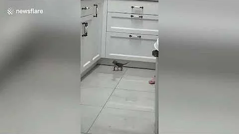 Adorable moment tiny kitten hilariously fails to jump up to kitchen counter