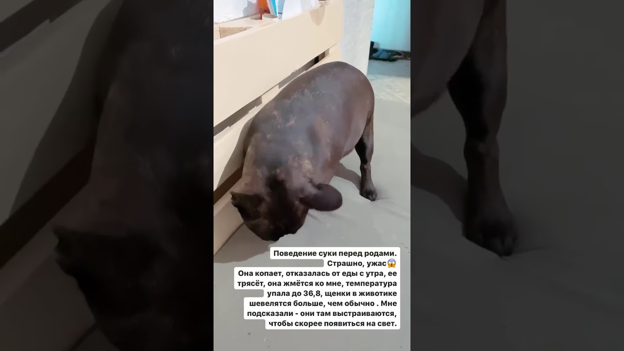 Роды французского бульдога.