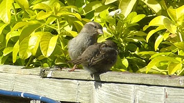 Fledgling Sparrow
