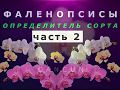 Фаленопсисы. Помощник- определитель сорта орхидей. Часть 2