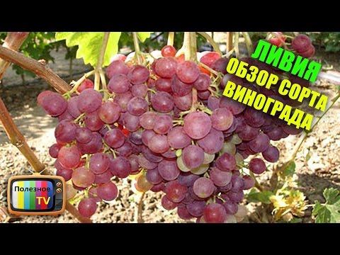 Видео: Цариградско грозде: описание на сорта, характеристики на отглеждане, рецензии