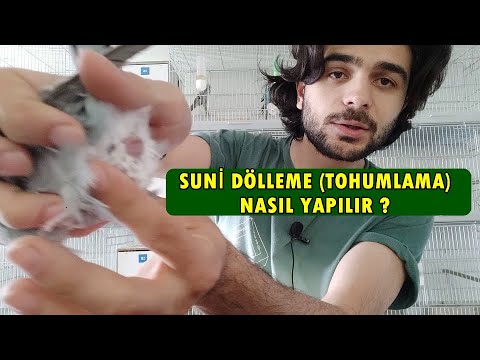 Muhabbet kuşu suni dölleme nasıl yapılır