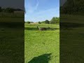 рџђґ Shetland Ponies Small In Size Mighty In Spirit рџ ірџ рџђґ Shetland Ponies Small In Size Mighty In Spirit рџ ірџ