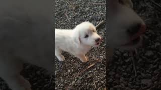 I trained a 6week old Maremma puppy to 'sit' in two 5 mins sessions